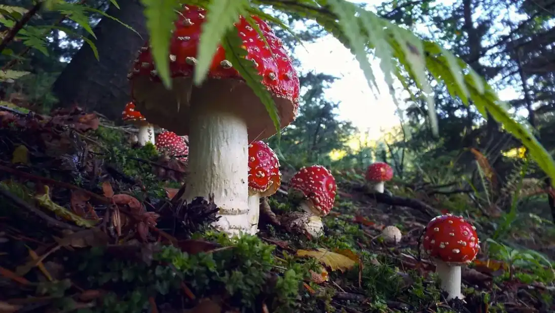 What Tier 2 additions help once the basics are dialed in?: huba, forest, toadstool once, nature, red