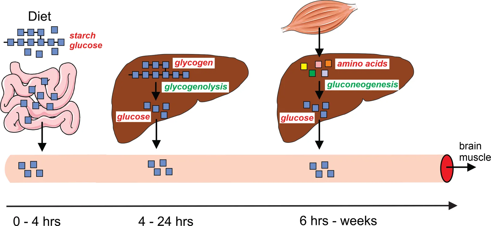 What is fasting glucose?: Maintenance of blood glucose levels during fasting