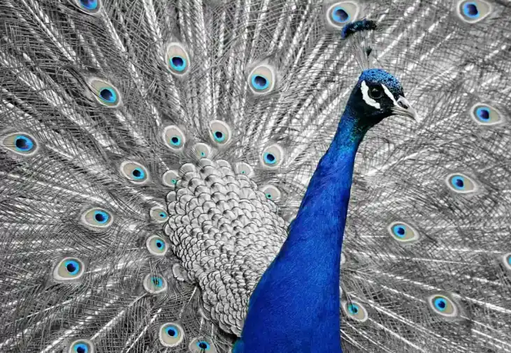 Side effects: the honest breakdown: peacock, animal, bird, feathers, vanity, dazzling, nature, wheel, multicoloured, splendid, beautiful, plumage, proudly,