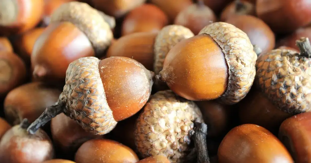 acorns, seeds, oak, brown, harvest, autumn, nut, hat, longevity, growth, acorns, acorns, acorns, acorns, acorns