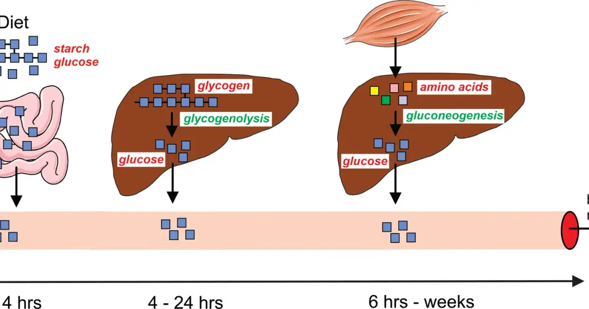 Maintenance of blood glucose levels during fasting