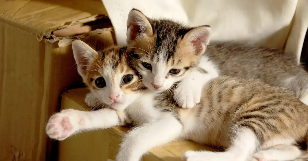 small cat, cuteness, sleeping their palate