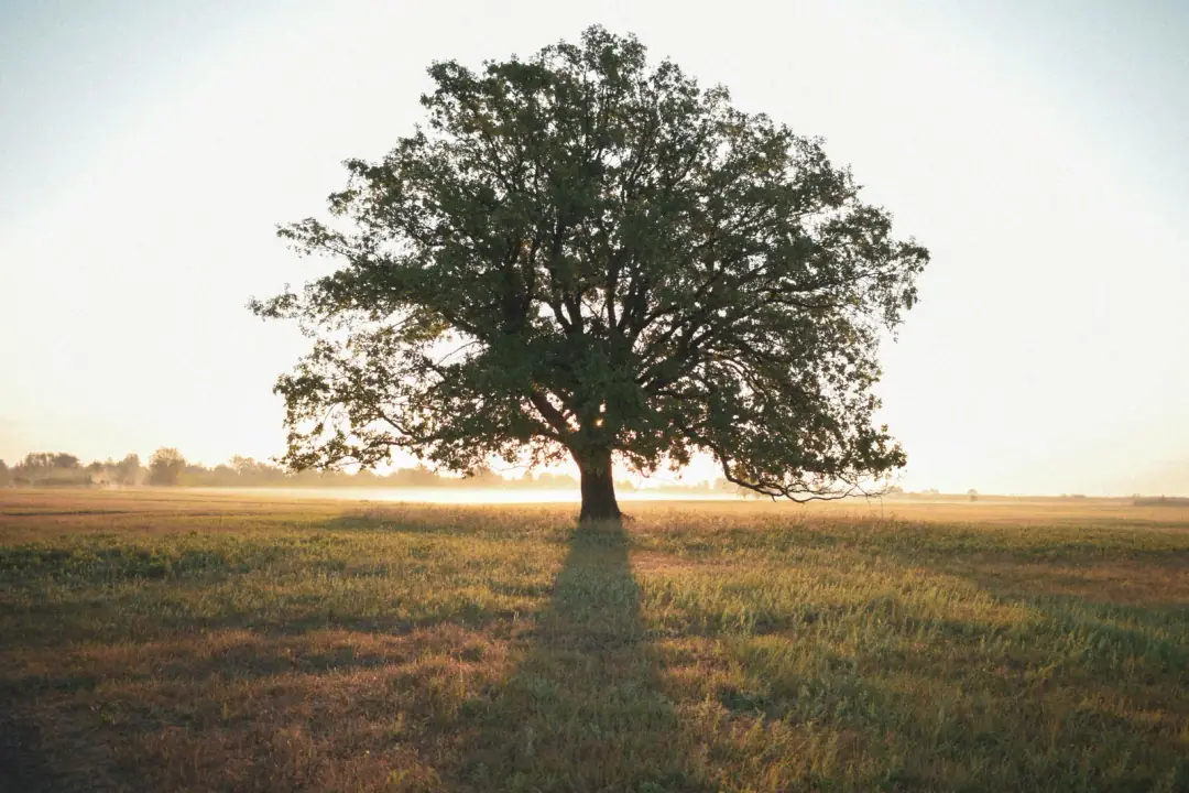 Muscle protection during fasting: A solitary oak tree stands in a tranquil field during sunrise, casting a long shadow.
