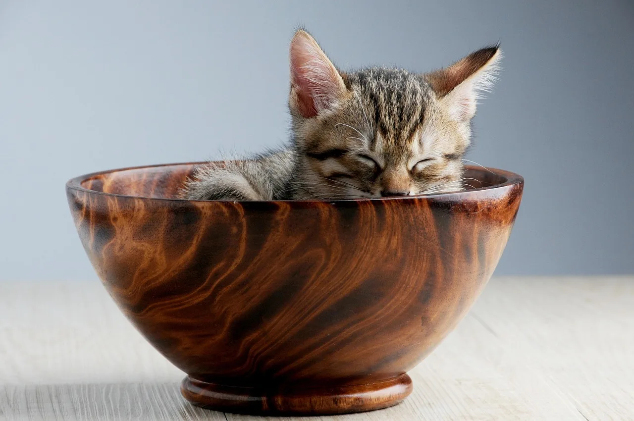 Which Tier 2 longevity additions earn their place?: pet, cat, sleeping their palate, animal, snooze, cat in bowl