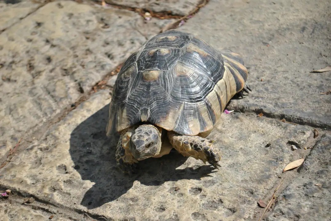 The exercise-adaptation problem: A Greek tortoise enjoys the sun on a stone path, showcasing its unique shell patterns.