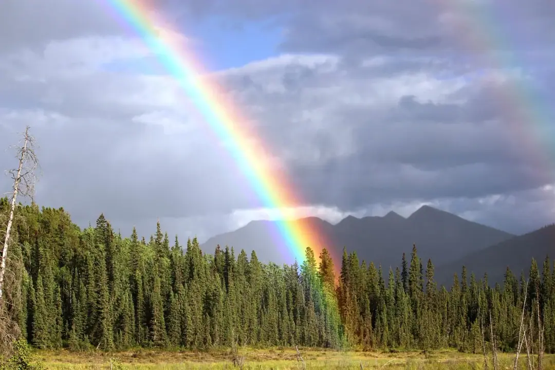 The clinical phenomenon: rainbow, bow, rainbow colors, double rainbow, forest, landscape, nature, natural phenomenon, rainbow, rainbow, rainbow,