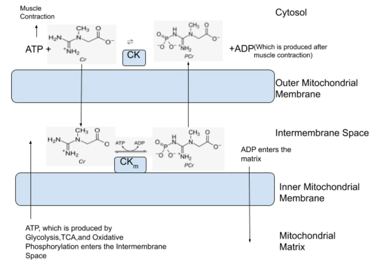 The hypothesis: Diagram of the Creatine Phosphate Shuttle process which occurs in muscle cells