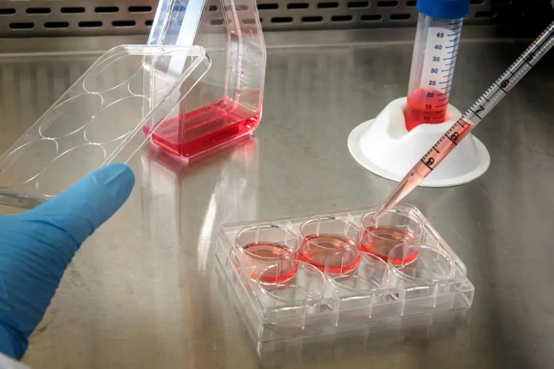 What are senolytics, and what is a senescent cell?: Gloved hand working with cell culture samples in a lab setting.