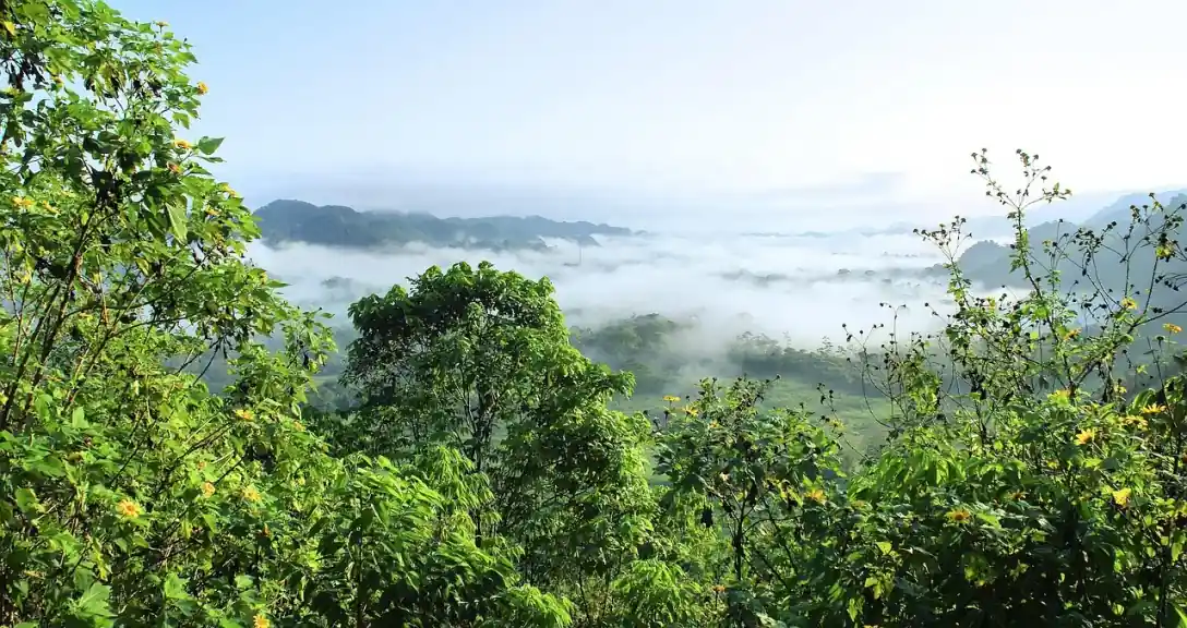 The primary prevention question: amazonia, selva, nature, primary forest, mist, oppressive heat, ecosystem, jungle