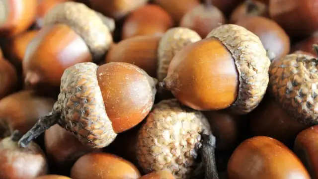 acorns, seeds, oak, brown, harvest, autumn, nut, hat, longevity, growth, acorns, acorns, acorns, acorns, acorns