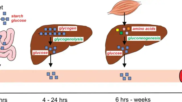 Maintenance of blood glucose levels during fasting