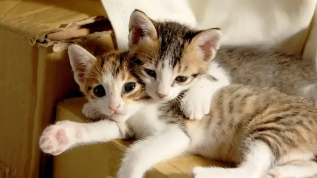 small cat, cuteness, sleeping their palate