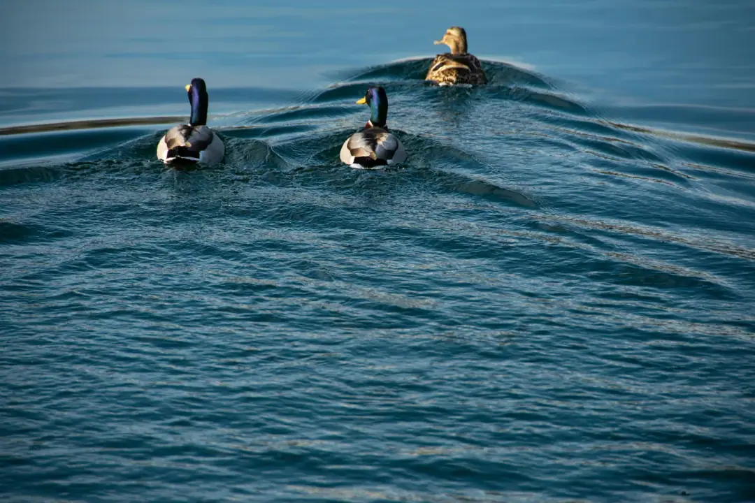 Three surfaces: Three ducks swim in blue water leaving ripples
